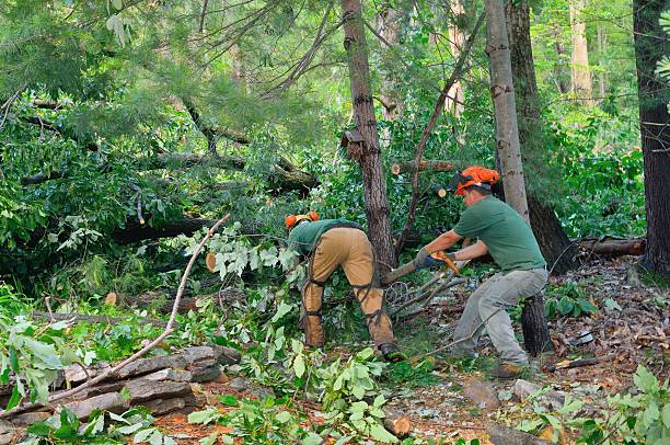 Tree Root Removal in Burlington, NC